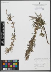 Foto von Salix viminalis L.